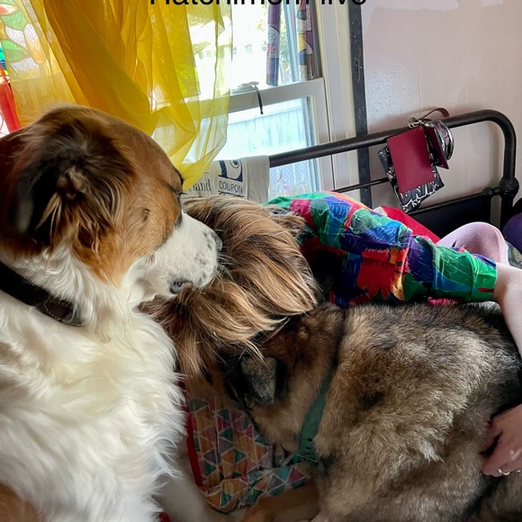 Hatchimom Live -host appreciation 11:20 am central - Picture 12 of 16